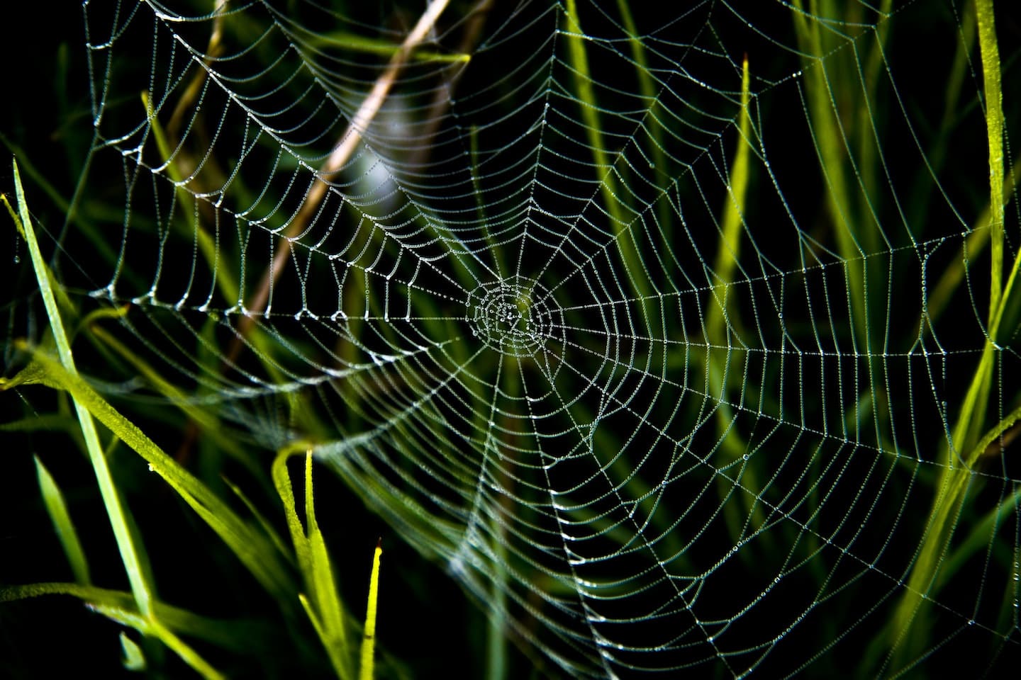 image of a spider web